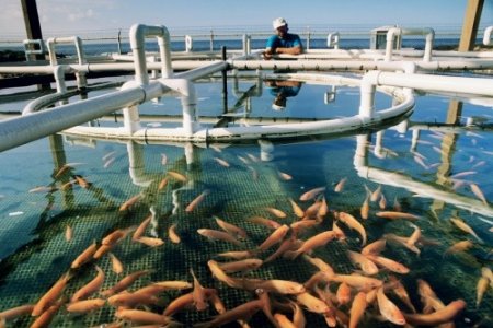 Призупинено надання адміністративних послуг в сфері рибного господарства